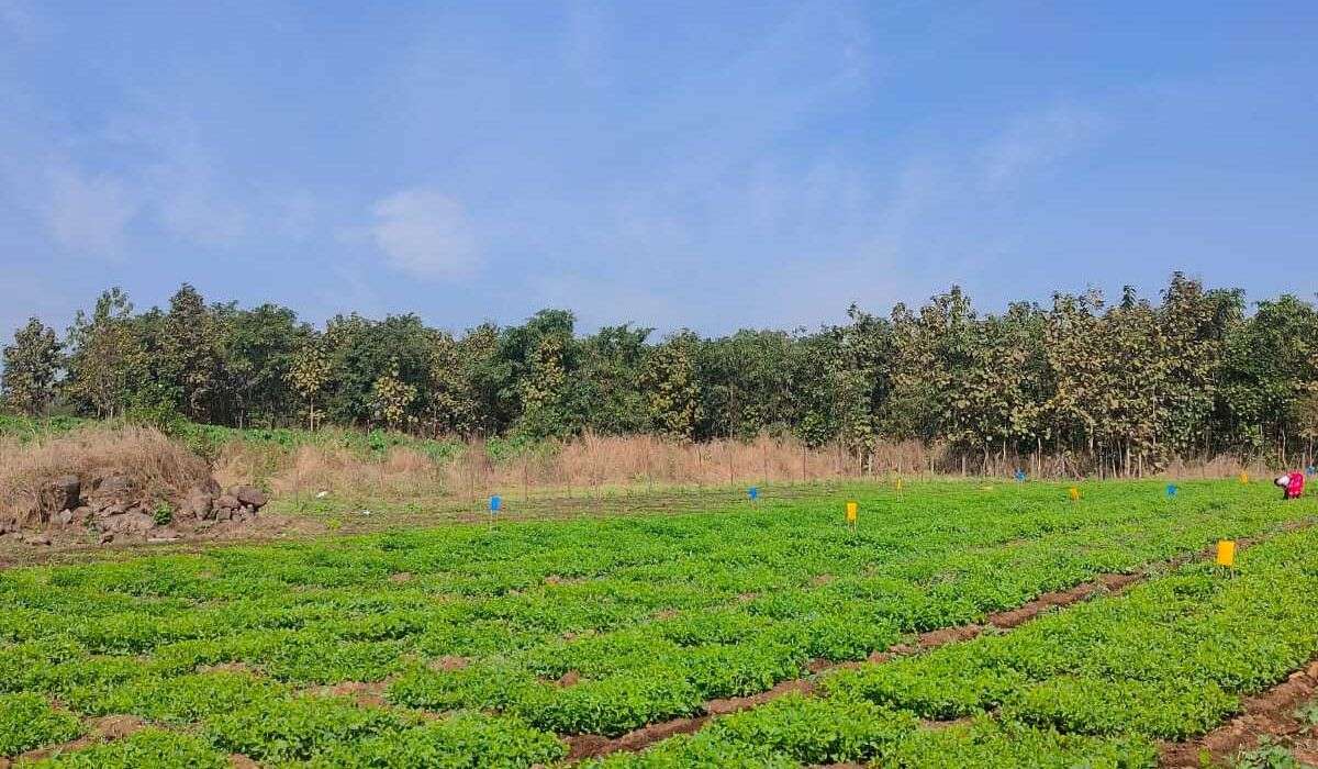 Greenwworld Organic Agro Plots Wada