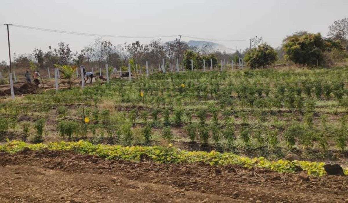 Greenwworld Organic Agro Plots Wada