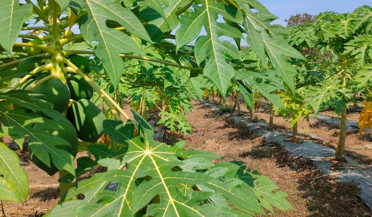 Greenwworld Organic Agro Plots Wada